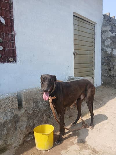 Pure Black Greyhound (Tazi) Trained for Sale