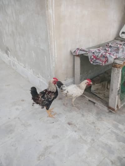 Misri murgha murghi for sale