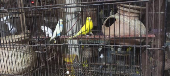 Budgies breeder pair colony