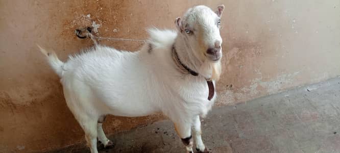 male bkra  for urgent sale healthy and active