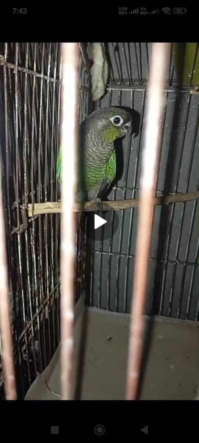 Green chick conour.