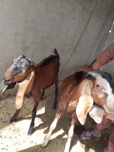 جوڑی بکرےQurbani Goats | Qurbani Janwar | قربانی کے بکرے | کھیرے بکرے
