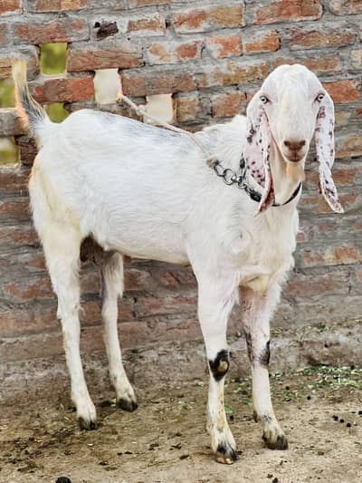 Qurbani bakra