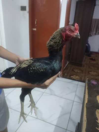 Aseel murga