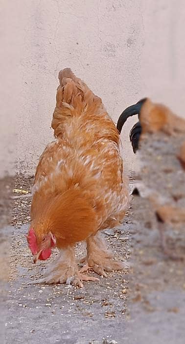Golden Buff Male