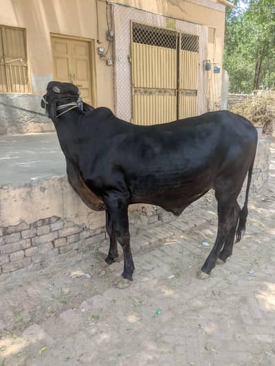 2 dand bachra for sale