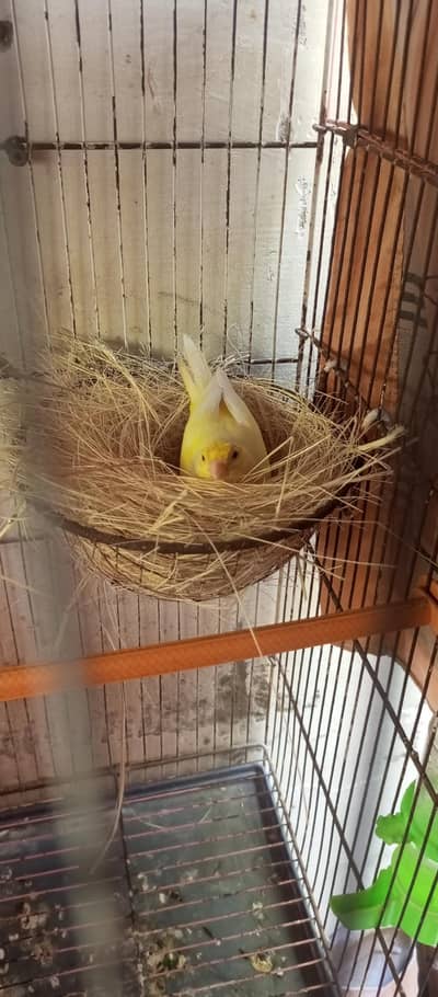 canary breeder pair 03112385431
