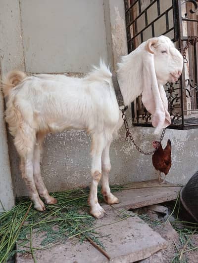 Golabi bakra