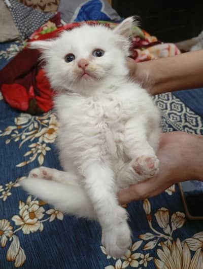 perision kitten Tripple coated and his mother cat odd eyes