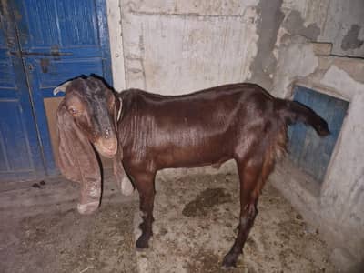 qurnani animals
