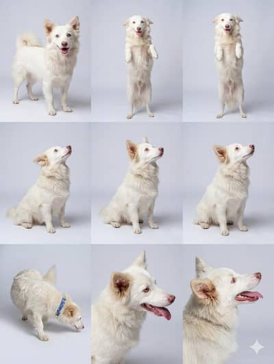 3 Russian Female / Russian Available | white Russian / dog