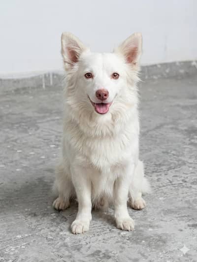 Russian Dogs | Pink Nose Female | Russian female | Dog for sale