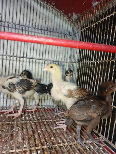 aseel chiks