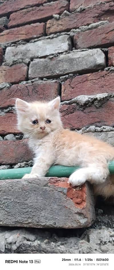 Persian kittens triple coated 2 pair ginger brown kitten