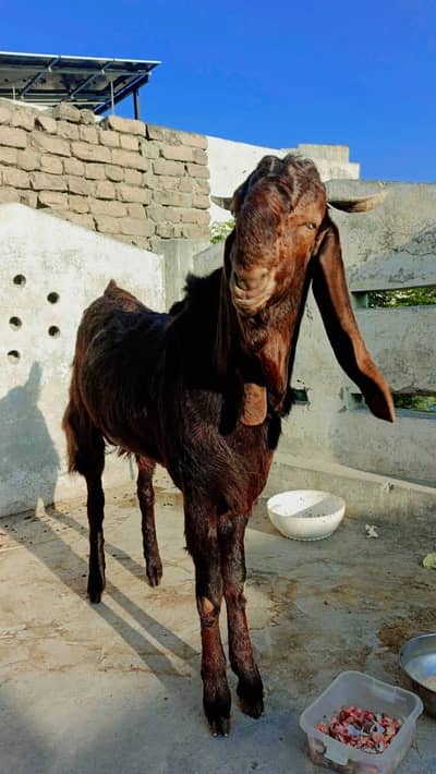 Nagra Beetal Bakra For Qurbani