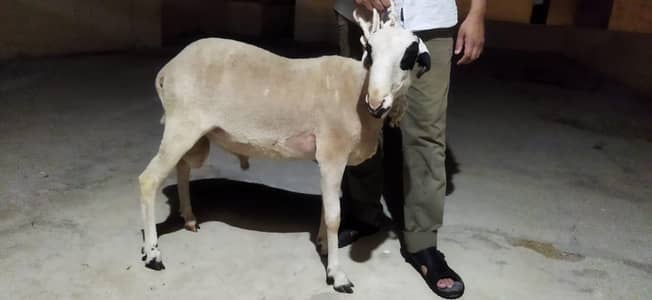 khara nasal dhumba/sheep  best for qurbani 2026
