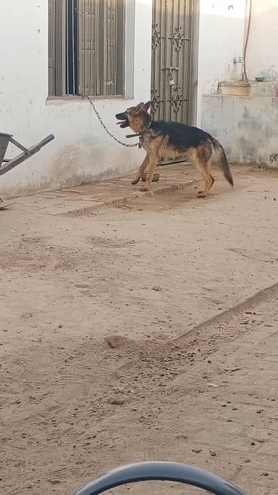 Full guard Dog healthy active