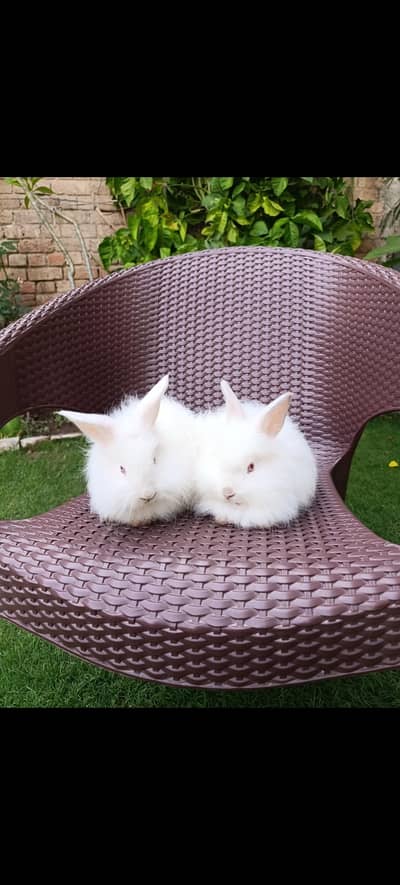 English Angora Pair | Age 3 Months++