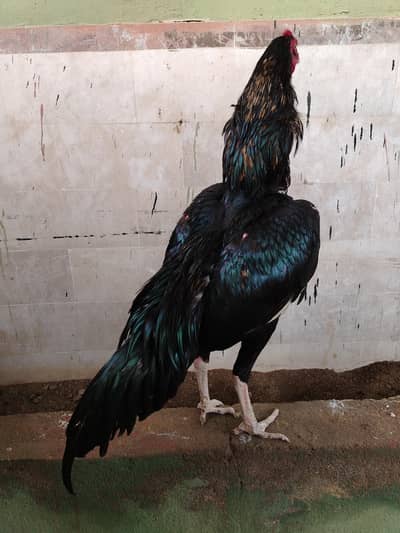 pure high quality Lassani for sale