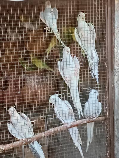 WHITE INO AND CHARCOAL BIRDS
