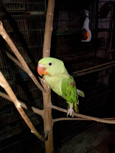 Alexander parrot chicks