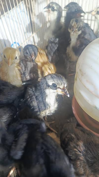 Australorp/RIR Chicks Available Pure Breed A+ Quality