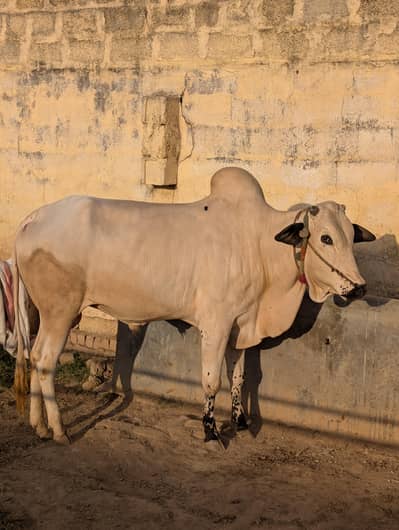 Fatehjangi bail for sale