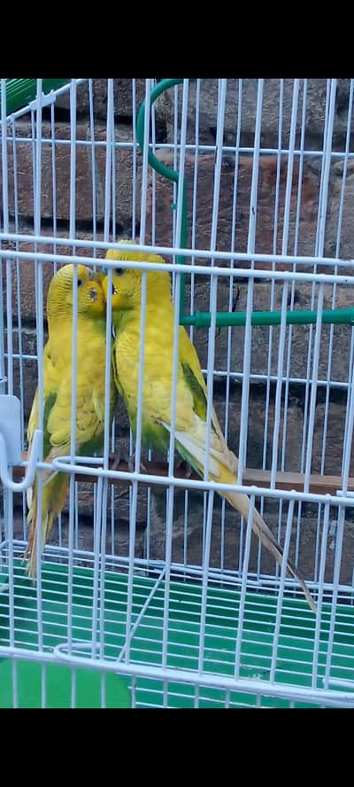 BUDGIES PARROT FOR SALE HOME BREED