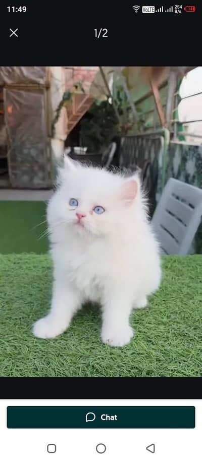 Persian cat for sale my WhatsApp number  03703659905