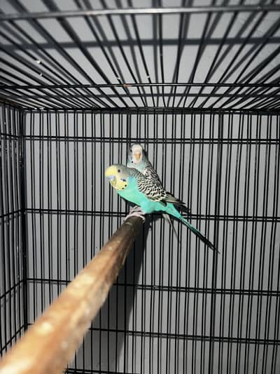 3 breeder pairs
