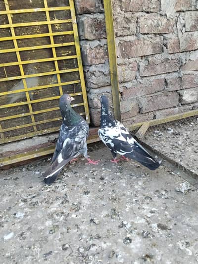 kabooter Pair