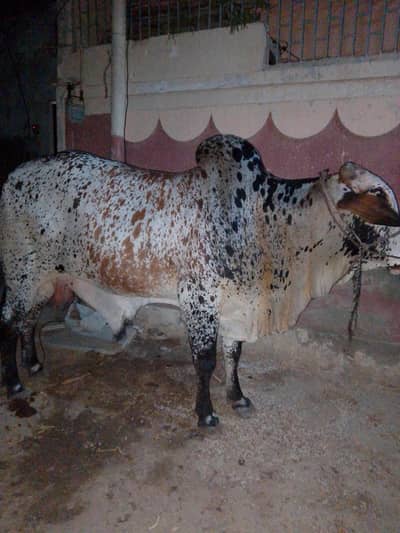 Bumper offer cholistani bachra