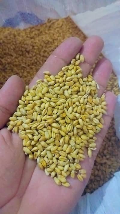Gandum/kanak