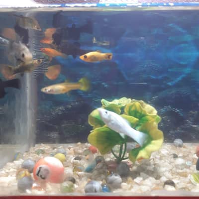 beautiful molly guppy sparkling koi pair available ha