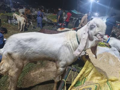 rajanpuri bakra