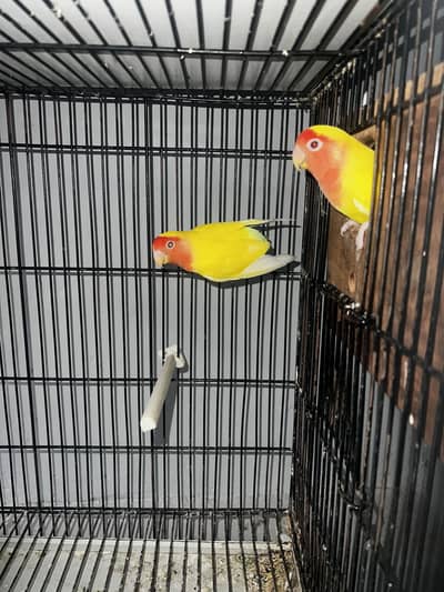 Common lutino Breeder pair