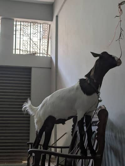 Bakra 2 dant