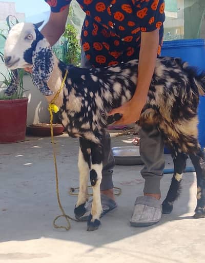Male Bakra (Goat)
