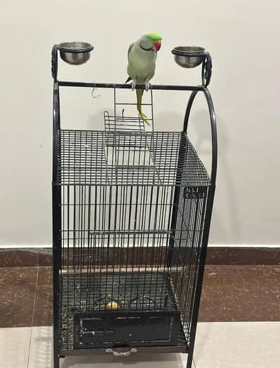 Kashmiri raw parrot for sale and time vice train vaccine mukammal
