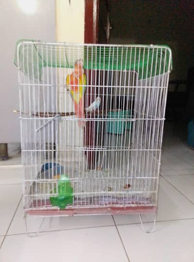 parrots