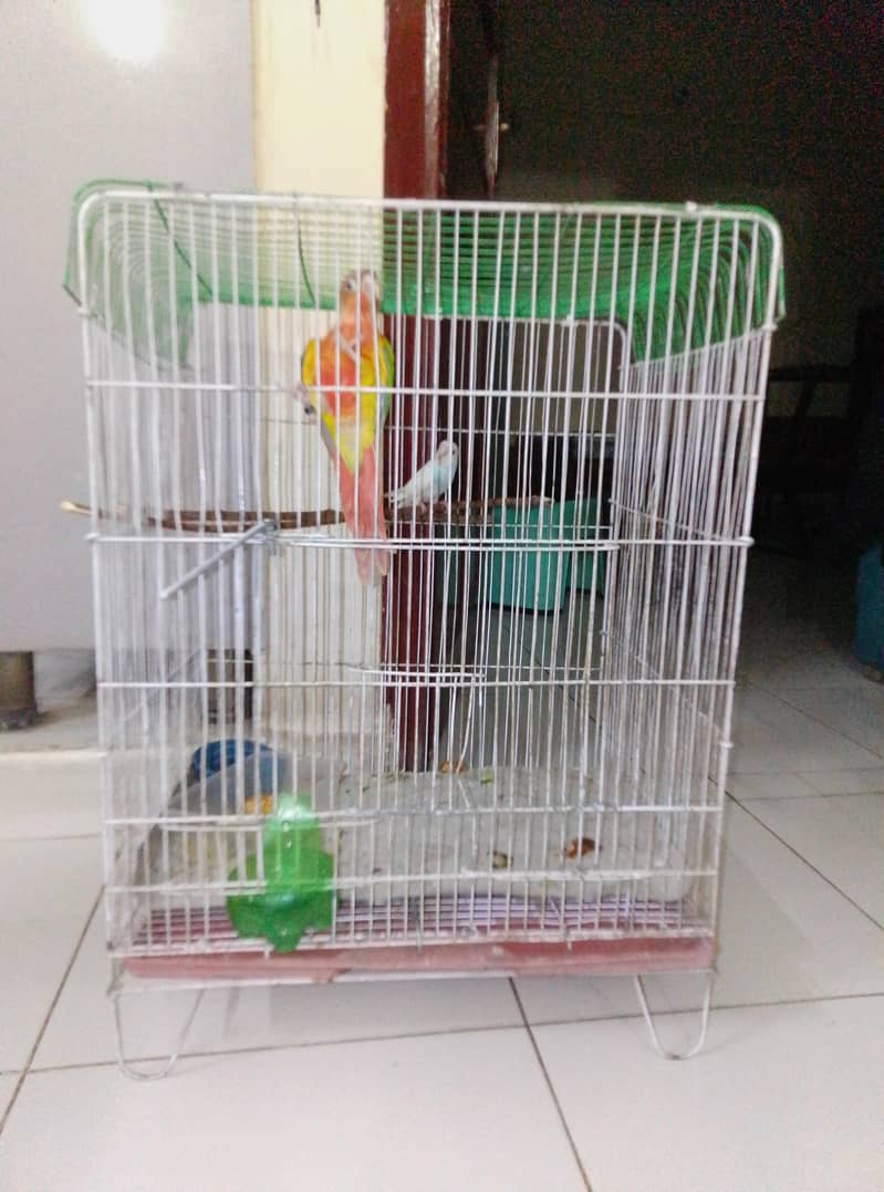 parrots 0