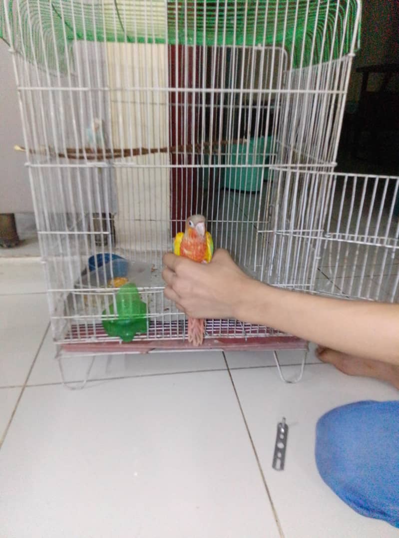 parrots 1