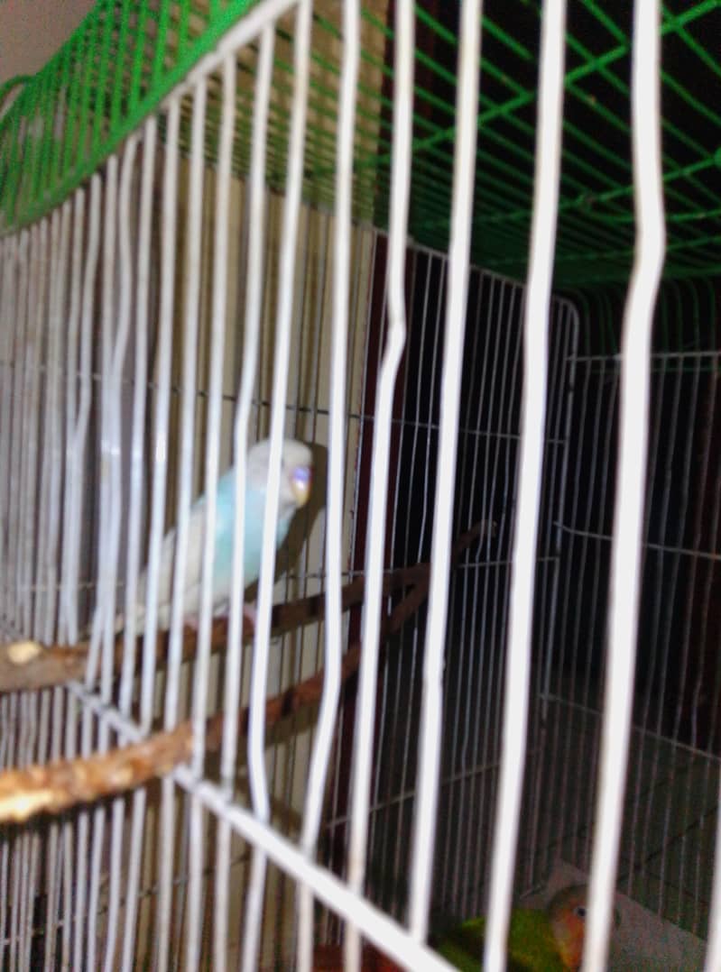 parrots 2