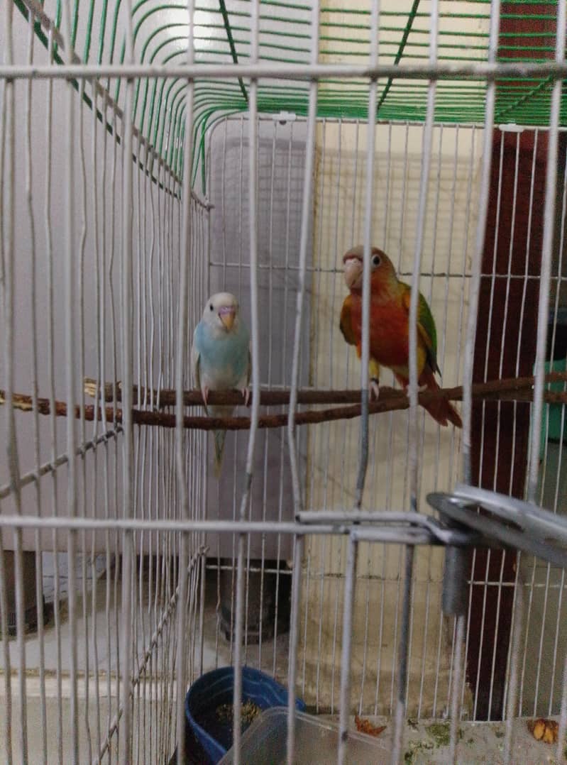 parrots 4