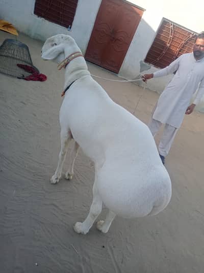 Dhumba for Qurbani 2026