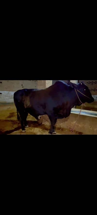 black bull available for sale