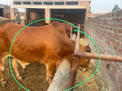 Qurbani ka Janwar
