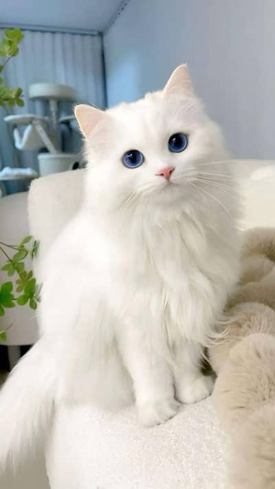 Persian cat for sale my WhatsApp number  03703659905