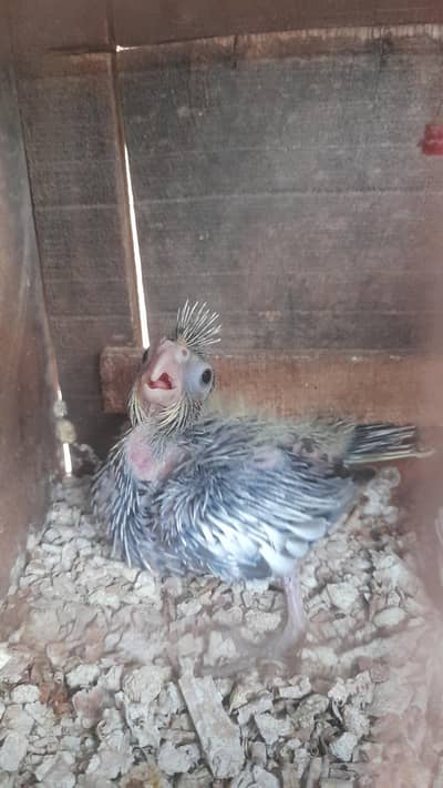 Female cocktail parrot & babies urgent sale
