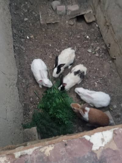 Rabbit